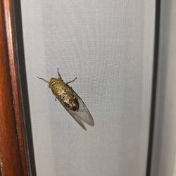 En Zikade 🪳en huuuere Lärm mache die Ficher 🙈