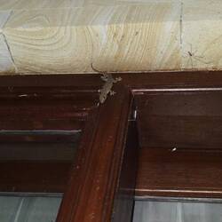 En asiatische Husgecko 🦎 inkl. Spinne 🕷️