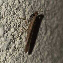 En Gottesabätterin 🪳