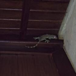En Tokay Gecko 🦎