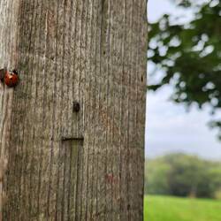 My 11am rest stop: a stile step. And our companion.