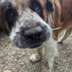 Großer Hund kleiner Stock