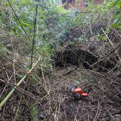 Bambus Entfernen (wächst hier wie Unkraut)