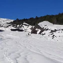 Meister Musher in Aktion