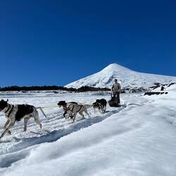 Meister Musher