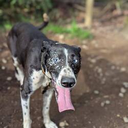 Mia nach Scooter Training (Sabber in ihrem Gesicht)