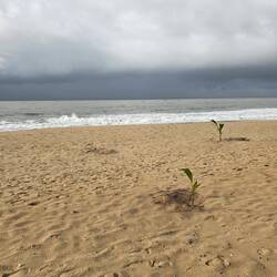 Two of a gazillion palm trees being planted along kilometres of beach.
