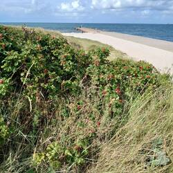 Südstrand