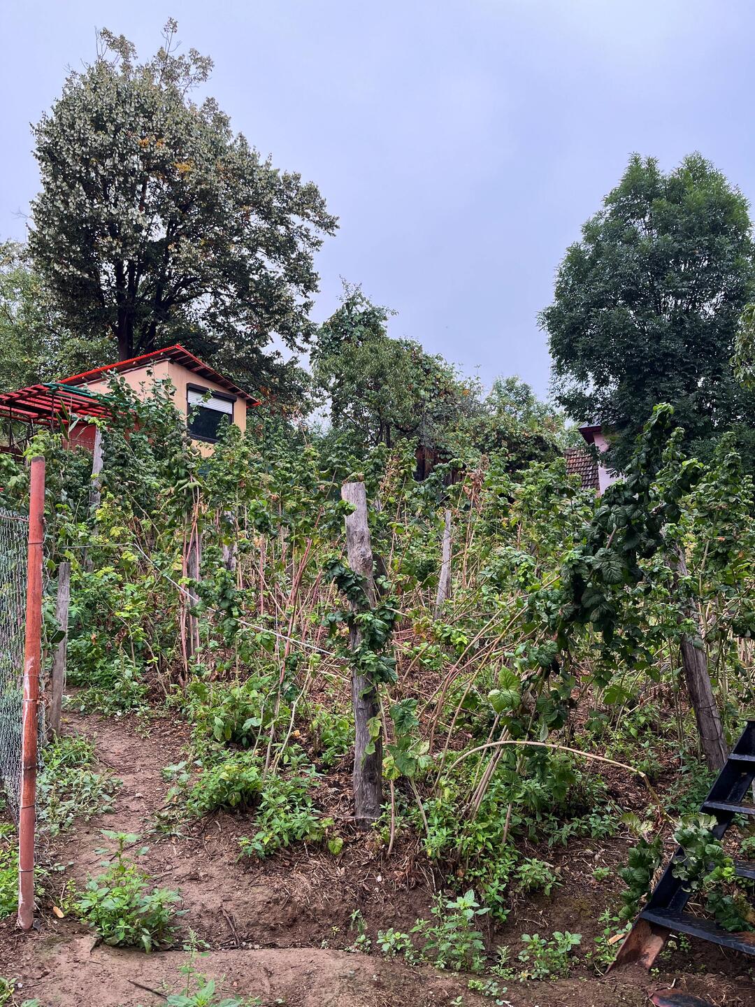 Gemüsegarten hinter dem Haus von Petre und Liliana