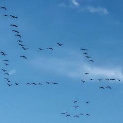 Die Gänse ziehen Richtung Süden. Herbst!