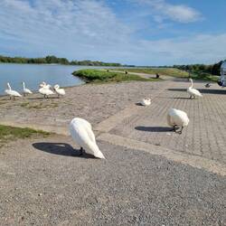 Sehr viele Schwäne auf der heutigen Strecke