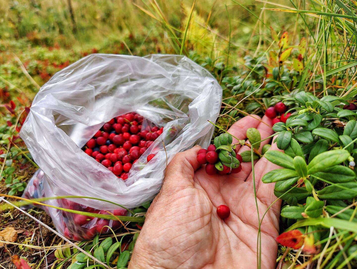 Frische Preiselbeeren