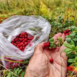 Frische Preiselbeeren