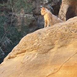 Akuna matata. The lion reigns supreme.