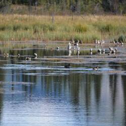 Jede Menge Wasservögel