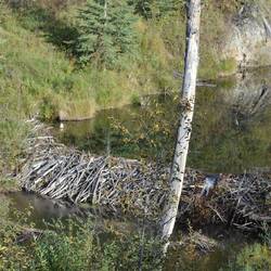 Hier wohnt vermutlich Familie Biber