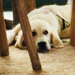 Cute 13 week old girl puppy ❤️