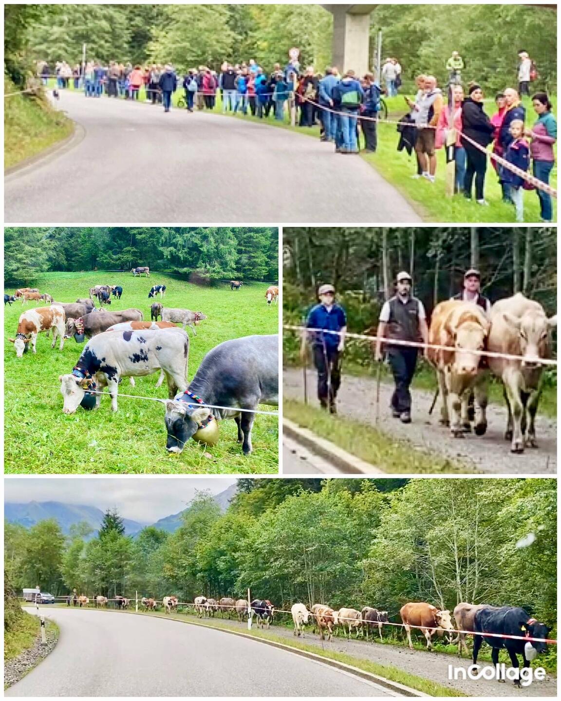 Viehscheid in Oberstdorf