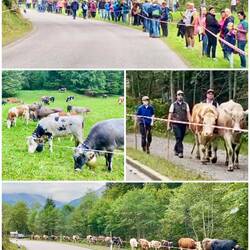 Viehscheid in Oberstdorf