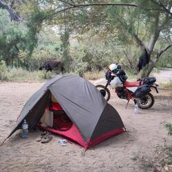The cows don't seem to be too bothered of the overnight guests.