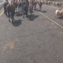 We find our way between horses, sheep, ...