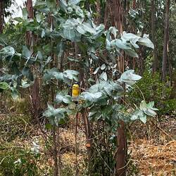 Eucalyptus.