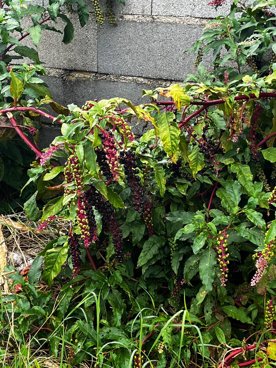 Interesting looking flower!