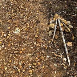 When there is no tree, pole or rock to guide the way, they improvise.