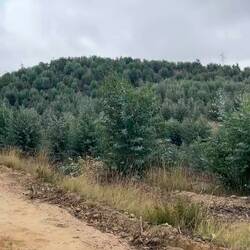 Eucalyptus trees as far as I could see.