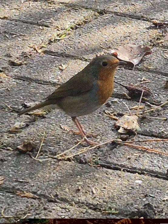 A Robin came to say goodbye