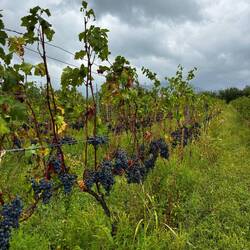 Vineyards