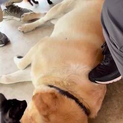 Our lunch companions