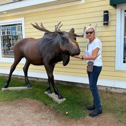 Leider kein echter Elch