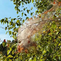 Riesige Spinnennester