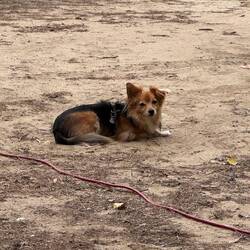 Milly wartet auf dem Campingplatz auf die Abfahrt