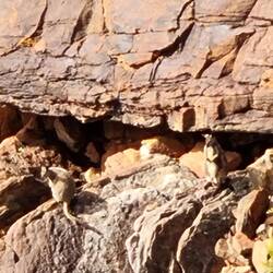 Rock Wallabies