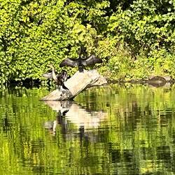 Anhingas drying their wings.