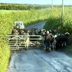 Blocked by cows