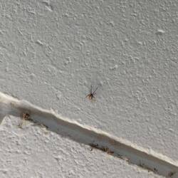 Red Back Spider