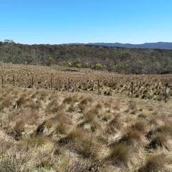 Tufty grass and big open views