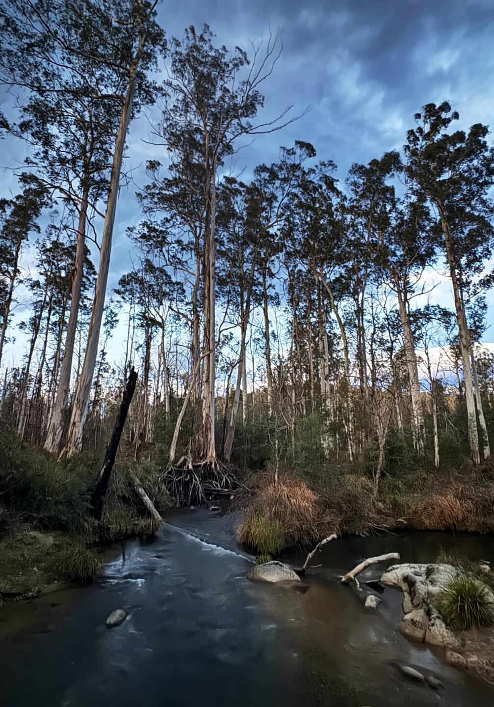 Goongerah creek where we drew our water for dinner