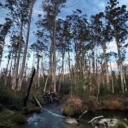 Goongerah creek where we drew our water for dinner