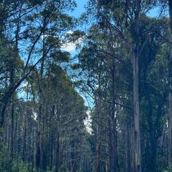 Amongst the giants of the forest