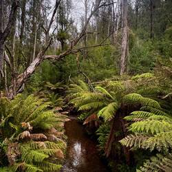Martin's Creek - giant eucalypts tower over rainforest understorey and fern-filled gullies
