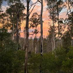 Evening sunset at Goongerah: a pink opal sky