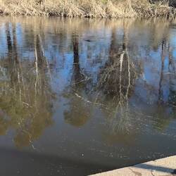 Morning cuppa with this little guy at Delegate campground