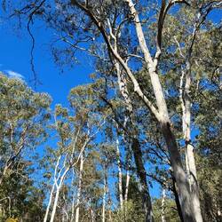 Gum trees shining white against the blue sky