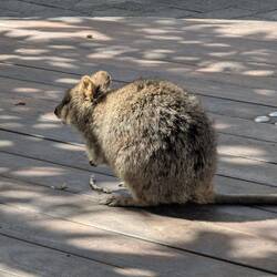 Our first quokka - SO adorable, and they are perfectly comfortable with humans