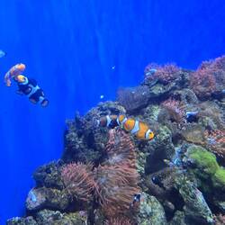Nemo