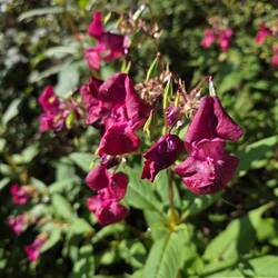 Austrian wild snap dragons